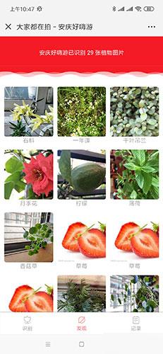 通用功能模块:植物识别V1.0.4 原版拍照或者上传植物图片自动识别名称公众号吸