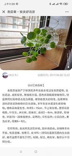 通用功能模块:植物识别V1.0.4 原版拍照或者上传植物图片自动识别名称公众号吸