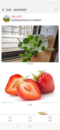 通用功能模块:植物识别V1.0.4 原版拍照或者上传植物图片自动识别名称公众号吸